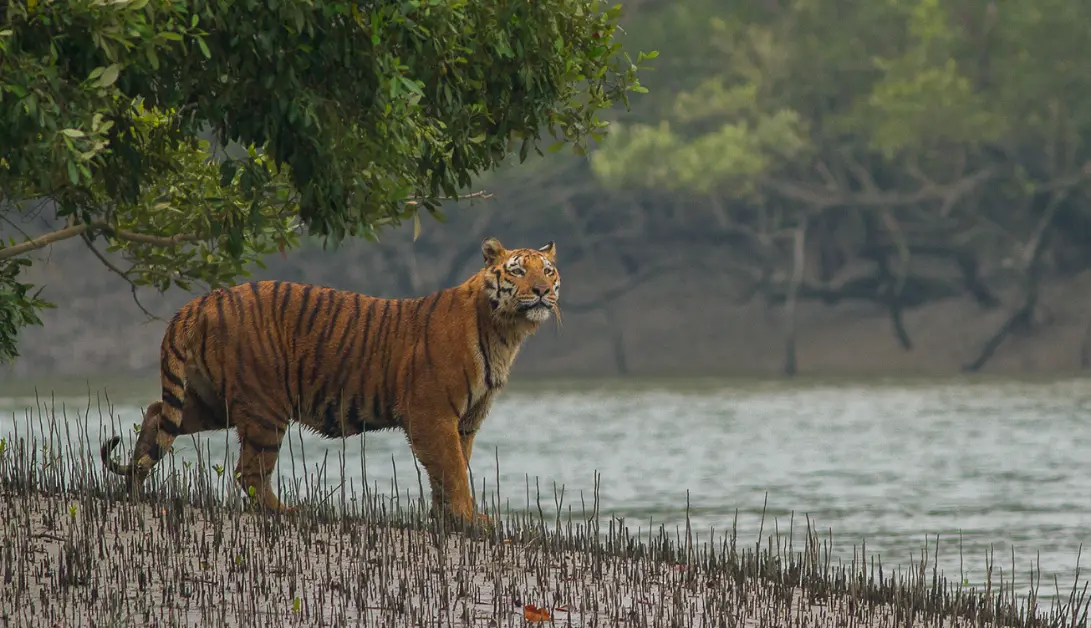 Sundarbans